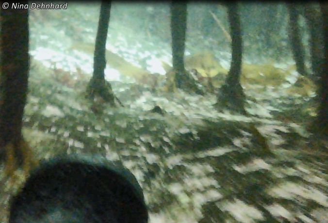 Shag_underwater_under_kelp